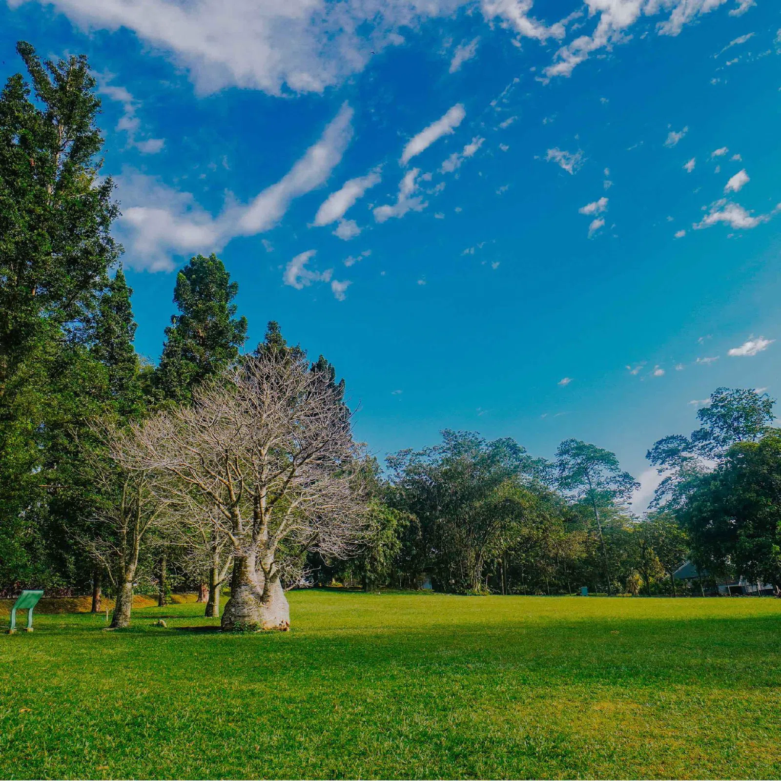 Kebun Raya Bogor (jardins botaniques de Bogor), Jakarta